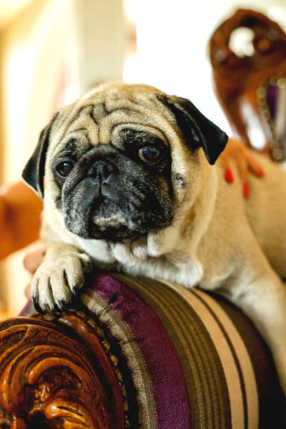 istock Dog pug lies on bed 1000863548