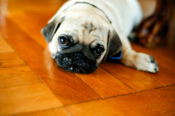 istock Dog pug lies on the floor 1000863812