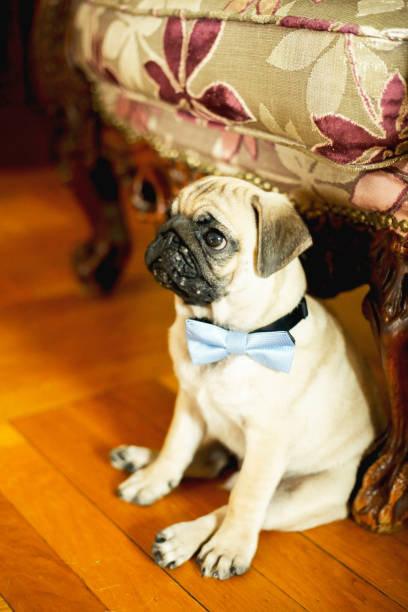 istock Dog pug lies on the floor 1000866574