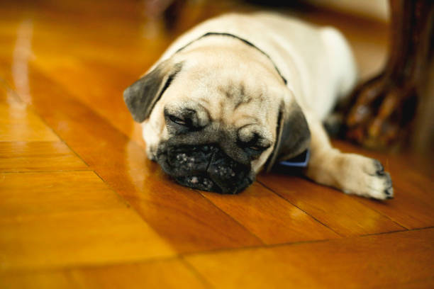 istock Dog pug lies on the floor 1000867548