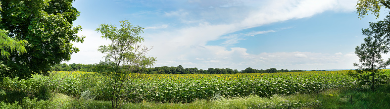 Nature panoramic landscape: Field of blooming sunflowers on a background blue sky. Sunflower natural background, Sunflower blooming