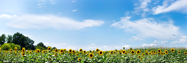 Nature panoramic landscape: Field of blooming sunflowers on a background blue sky. Sunflower natural background, Sunflower blooming