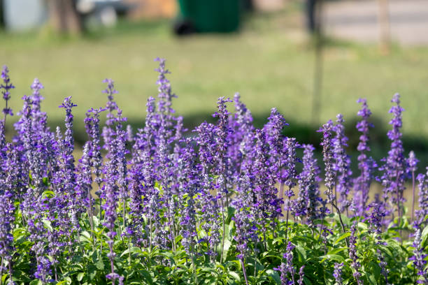 istock closeup beautiful fernleaf lavender flower 1000877100