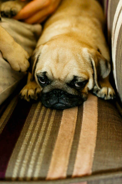 istock Dog pug lies on bed 1000877168