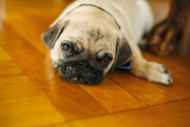 istock Dog pug lies on the floor 1000877600