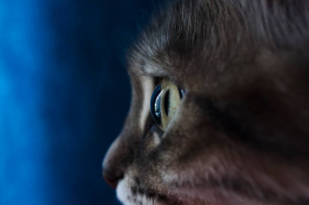 cat's eye in profile close-up