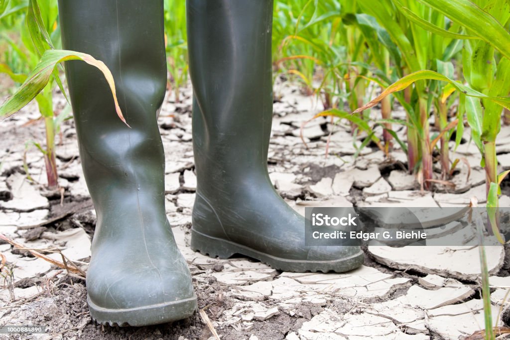 With rubber boots on parched soil. With rubber boots the farmer stands on the parched ground in his cornfield. Accidents and Disasters Stock Photo