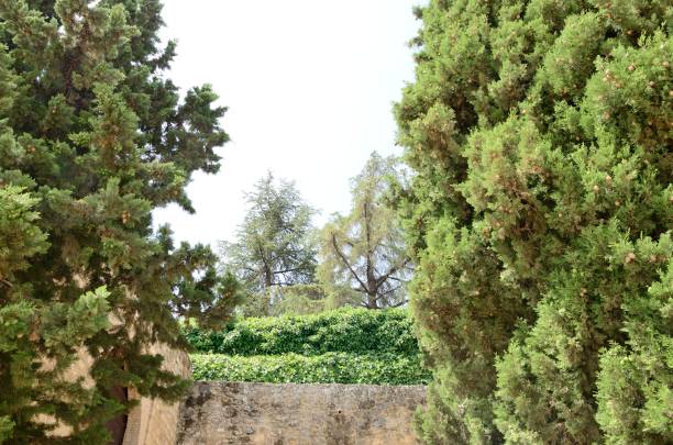 istock Lush vegetation next to stone wall 1000886994