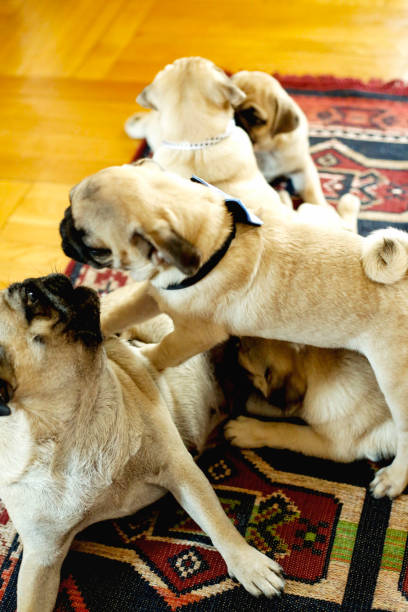 istock Family of pug dog 1000887718