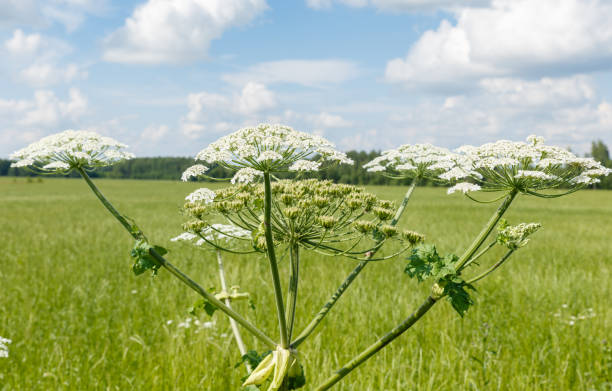 istock cow parsnip blooms 1000896260