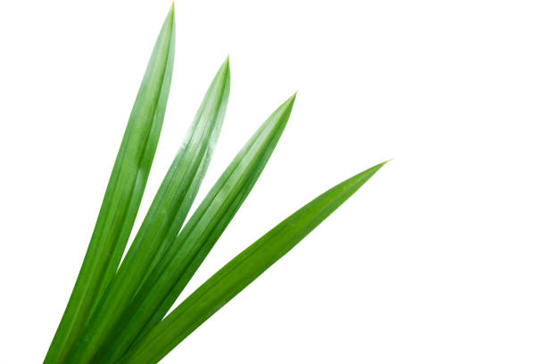 istock fresh green pandan screwpine leaves isolated on white background 1000898658