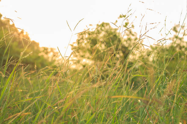 istock grass green sunset golden nature background 1000898814