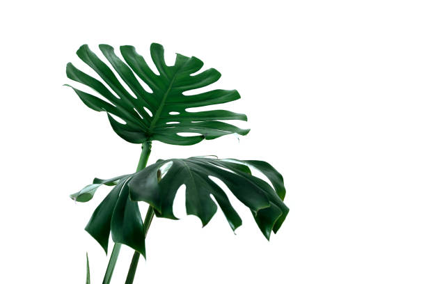 istock many white different tropical texture green leaves pattern background natural fine art postcard fresh summer monstera 1000898860