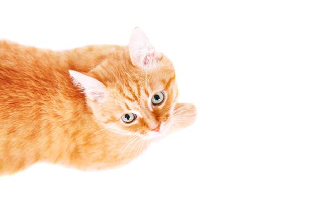 Cute red cat lying on the floor, looking up. Studio photo, isolated on white background.