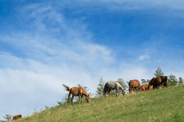 istock Horse Mongolian pasture farm 1000902796
