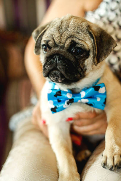 istock Cute puggle sitting on woman's lap 1000908090