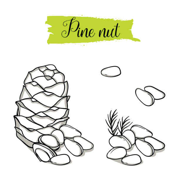 illustrazioni stock, clip art, cartoni animati e icone di tendenza di set di noci di pinoli in stile schizzo disegnato a mano. - pine nut nut isolated pine cone