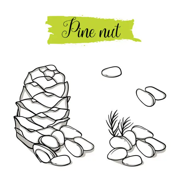 Vector illustration of Hand drawn sketch style Pine nut set.