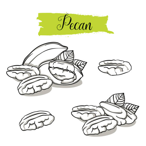 illustrations, cliparts, dessins animés et icônes de style de croquis dessinés à la main pecan défini. - walnut nut isolated white background