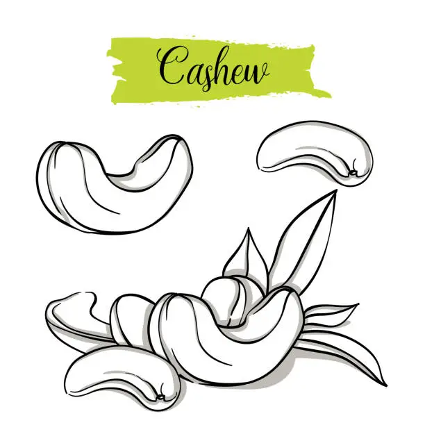 Vector illustration of Hand drawn sketch style Cashew set.