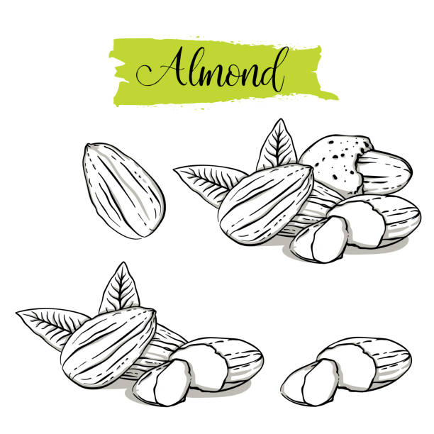 Hand drawn sketch style almond set. Single, group seeds, almond in nutshells group. Organic nut, vector doodle illustrations collection isolated on white background. almond tree stock illustrations