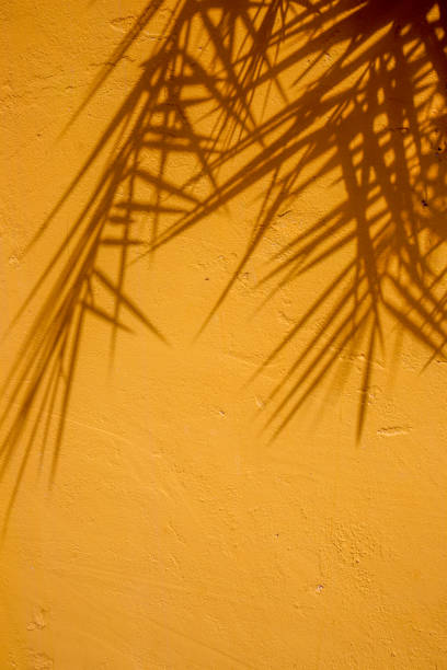 istock abstract background textuer of shadows leaf on a concrete wall 1000908642