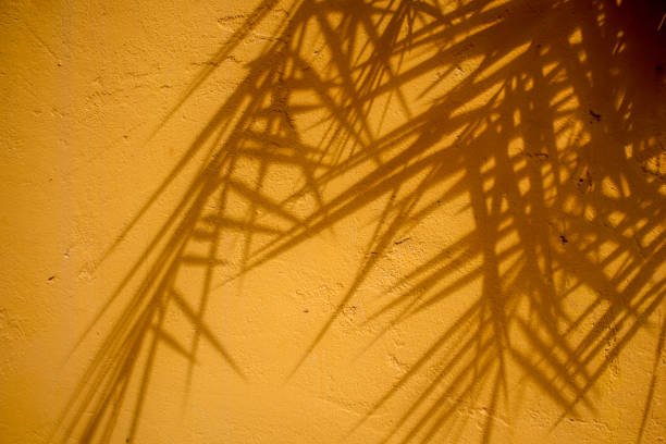 istock abstract background textuer of shadows leaf on a concrete wall 1000908820