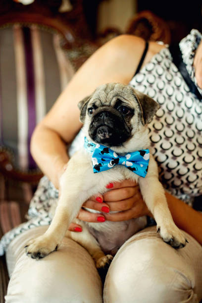 istock Cute puggle sitting on woman's lap 1000911412