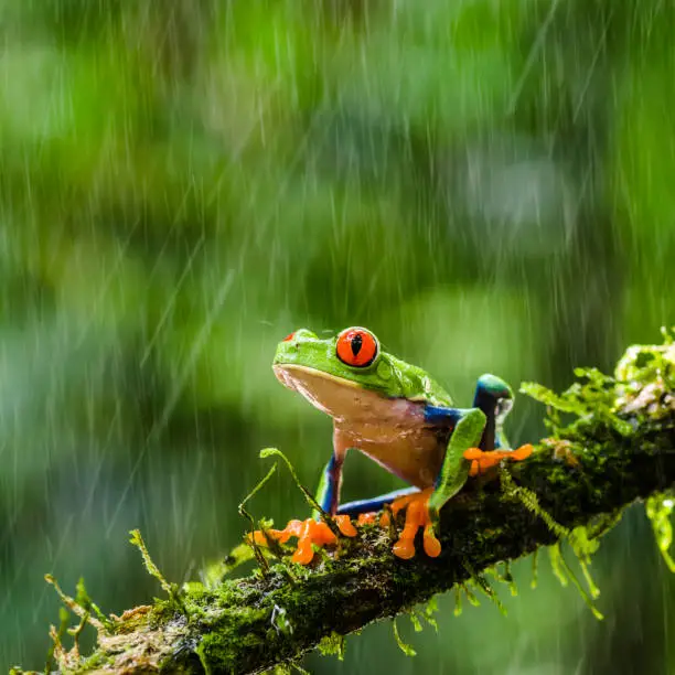 red eyed tree frog on mossy branch during a short rain shower.
