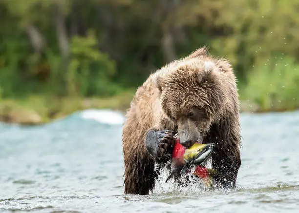 A Kamchatka brown bear catches a massive salmon.