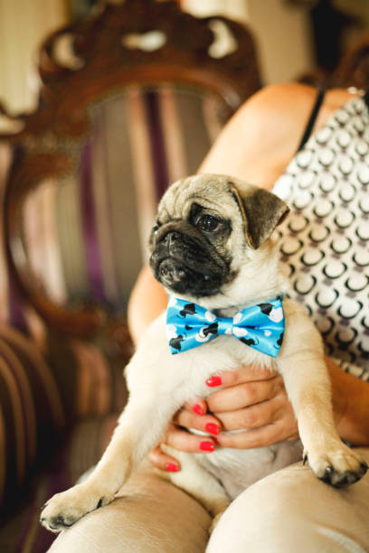 istock Cute puggle sitting on woman's lap 1000912196