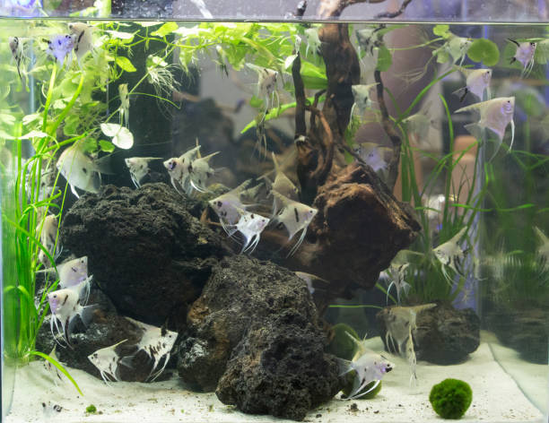 istock Cichlid aquarium with plants 1000915040