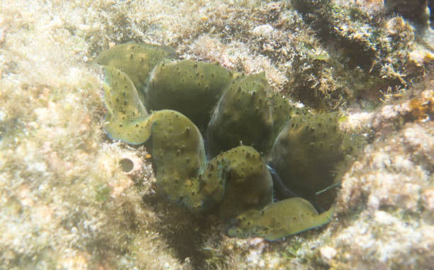 istock beautiful tridacna clam 1000915104