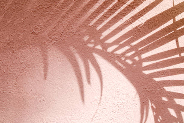 istock abstract background textuer of shadows leaf on a concrete wall 1000918084