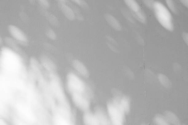 istock Black and White abstract background textuer of shadows leaf on a concrete wall 1000918320