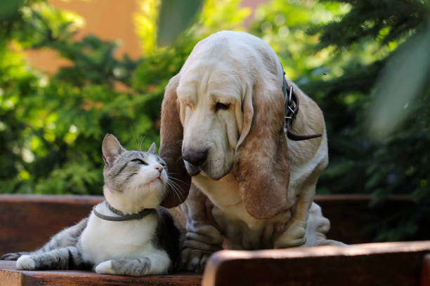 Dog and kitten friends.