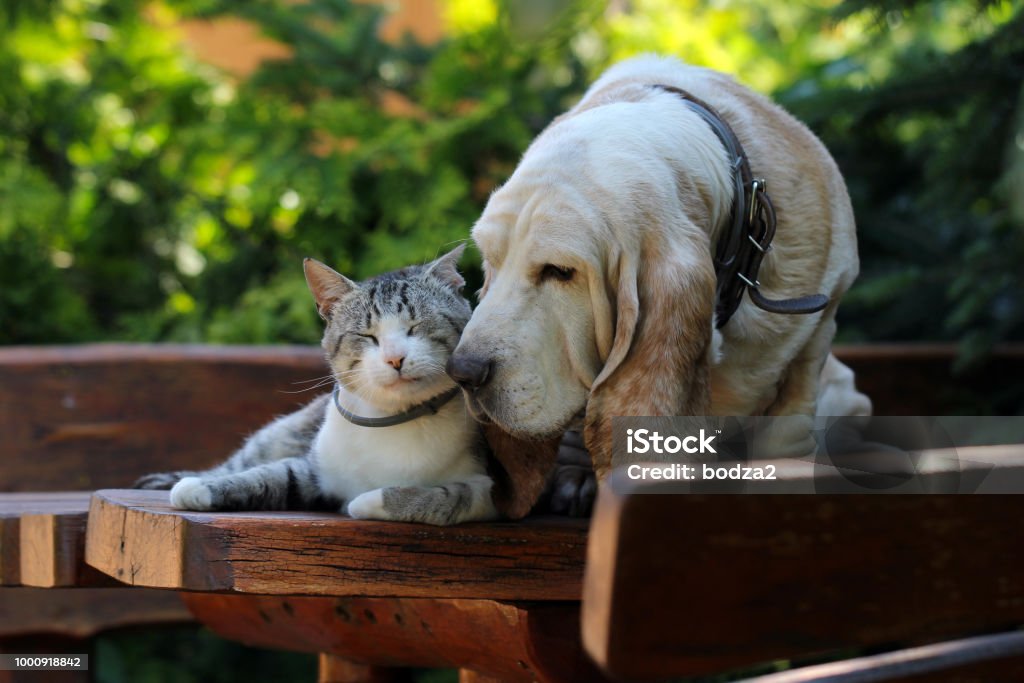 Basset hound perro y gato amigos - Foto de stock de Gato doméstico libre de derechos