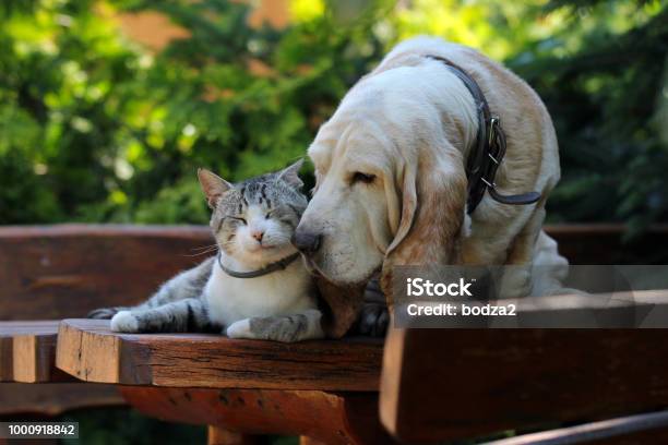 Basset Hound Perro Y Gato Amigos Foto de stock y más banco de imágenes de Gato doméstico - Gato doméstico, Gatito, Amistad