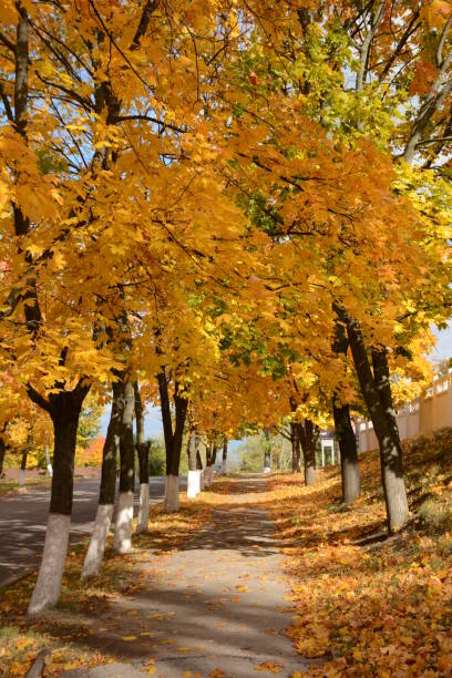 Autumn maple alley background. Sunny beautiful day