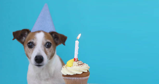 istock Cute dog with party hat and birthday cake 1000928638