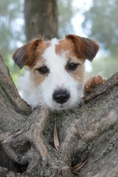 CUTE JACK RUSSELL DOG RAISING ATREE. SELECTIVE FOCUS PORTRAIT. NATURAL GREEN BACKGROUND.