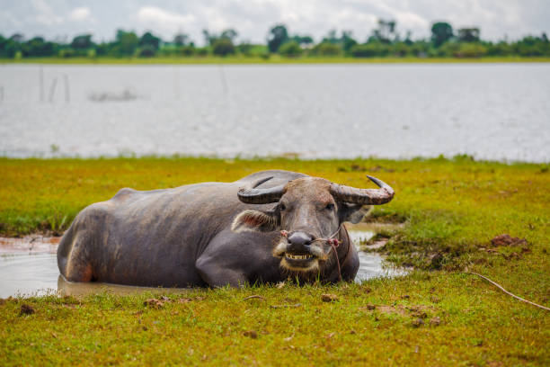 istock Water buffalo in the pond 1000941384