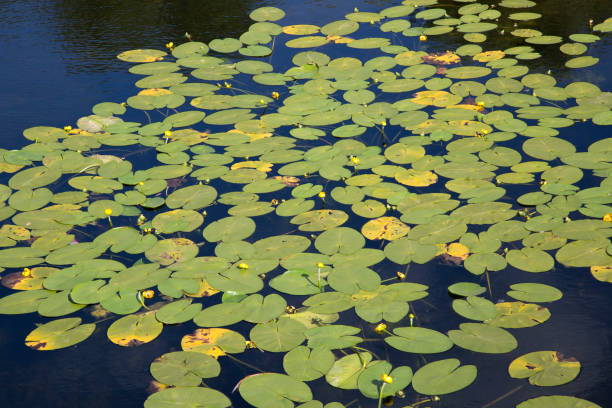 istock Water Lily Background, Castle Moat; Copenhagen 1000946268