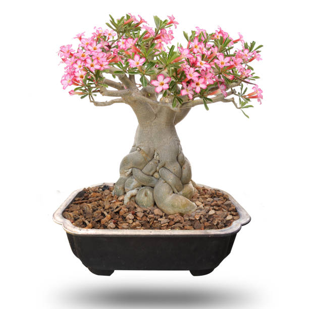 사막 로즈 bonsai 나무, 절연 - 아데니움 뉴스 사진 이미지