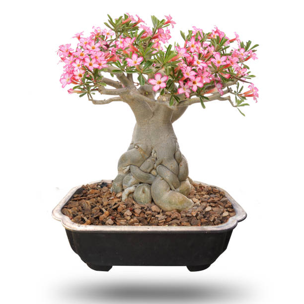 istock Desert Rose Bonsai Tree ,isolated 1000951542