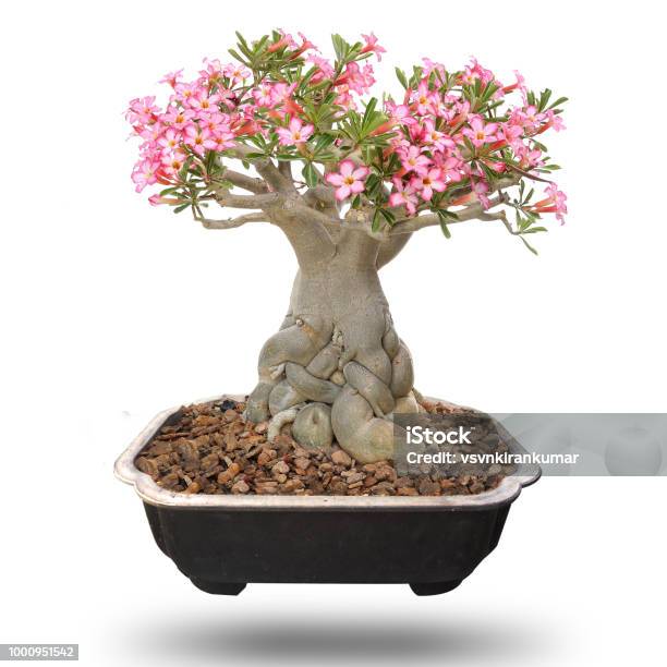 Desert Rose Bonsai Tree Isolated Stock Photo - Download Image Now - Flower, Adenium Obesum, Bonsai Tree