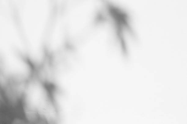 istock Black and White abstract background textuer of shadows leaf on a concrete wall 1000955580