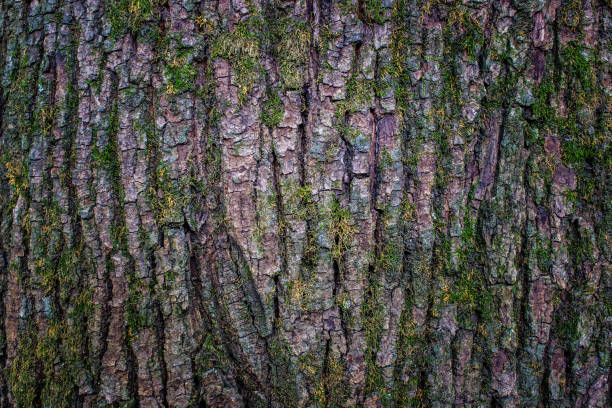 istock The bark of a tree covered with moss 1000955632