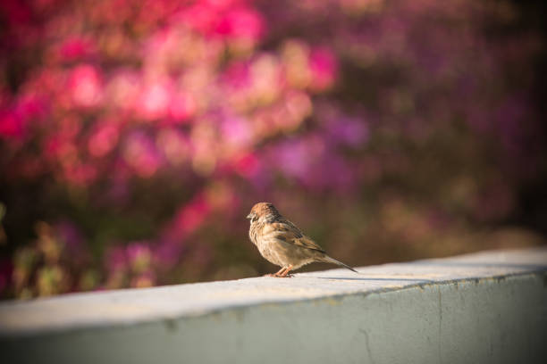 Small bird is resting in spring