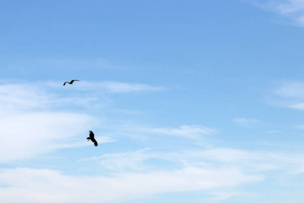 istock Birds of prey are particularly easy to distinguish from each other 1000955992